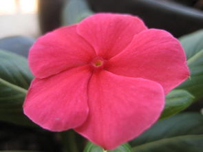 把花盆转着圈晒，比固定位置的多开三分之一花。