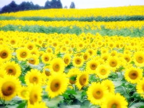 色彩过渡黄金比例：颜色搭配也有讲究