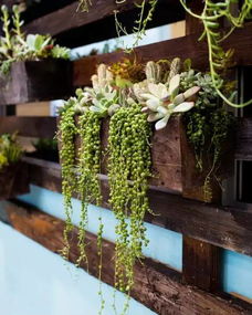 那适合种啥植物呢？我来给你瞎说说