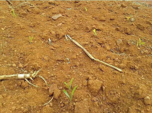 案例分析：王师傅和李姐的橡树育苗故事