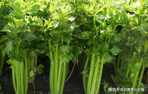 光照不足的问题