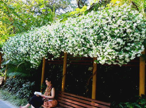 花叶络石藤， 阳光与阴影的完美结合