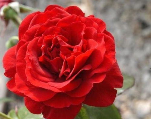 庭院里的红月季花，亚力克红月季怎么样？