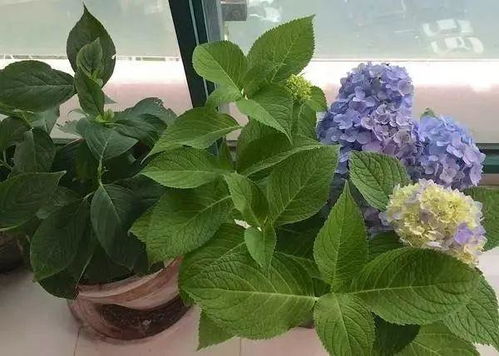 分层修剪，就像理发师打薄头发一样