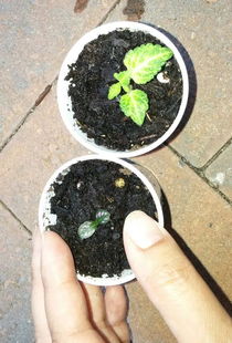 植物快速生根，生根粉直接浇土里安全吗