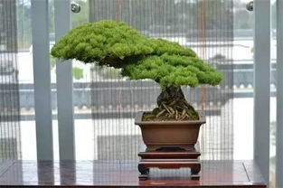 红花继木盆景造型，如何巧妙融入自然之美
