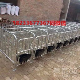 如何挑选限位栏母猪的饮水设备？
