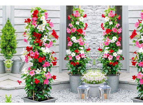 飘香藤花：室内养护的温馨小贴士