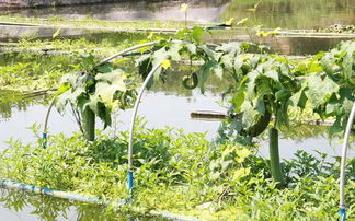 在水里种什么菜好这个？池塘种植蔬菜指南