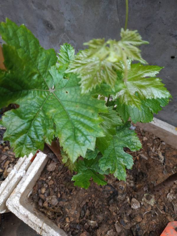 病虫害侵扰，叶子黄得像生病了