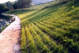 护坡工程中的植物选择：一场绿色生命的盛宴