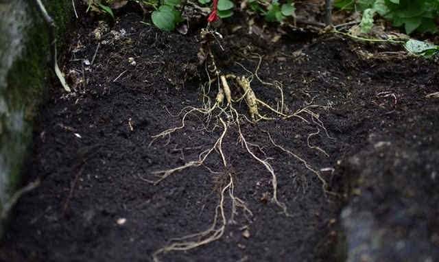 长白山人参种植的最佳季节和种植技巧是怎样的