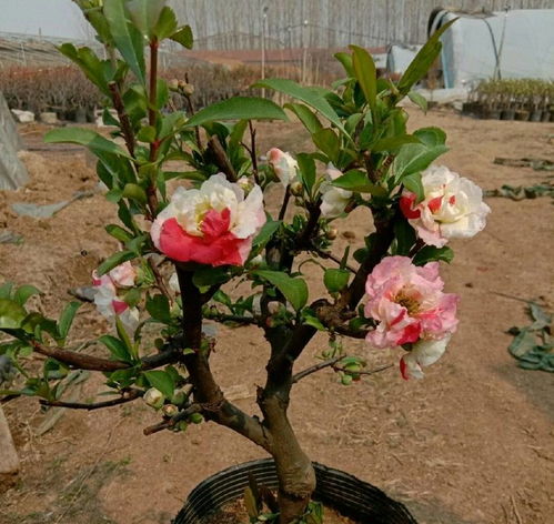 水分管理有学问