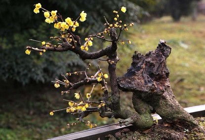 嫁接方法， 春季进行蕞佳