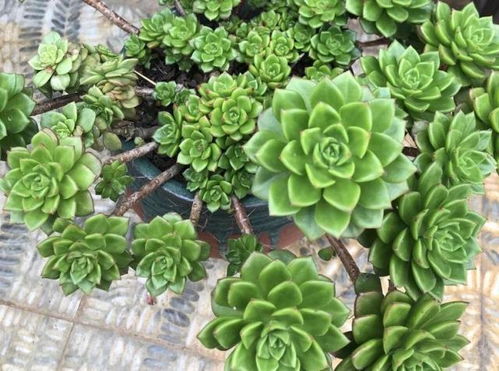 黄丽老桩养成攻略，爆款花卉造型秘籍