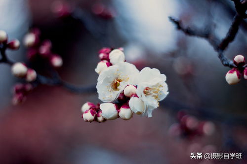 梅花剪一半嵌入枝干，如何让残缺之美更添韵味