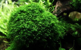 地钱：小小草儿， 大大的生存智慧