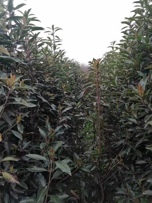 法国冬青与普通冬青的价格大揭秘