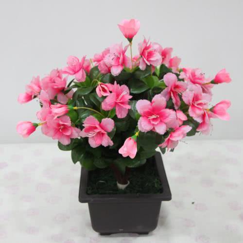 杜鹃花的冬天保卫战