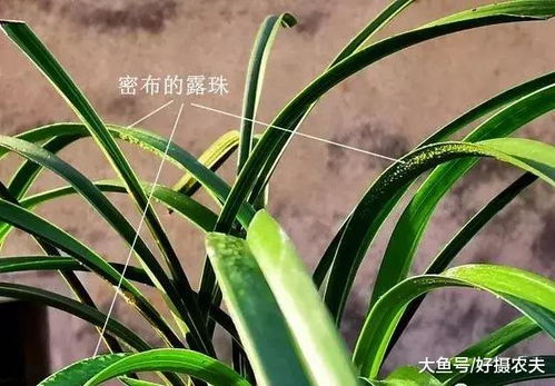 百菌清在兰花种植中的应用