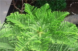 南洋杉的种植技巧：遮阴和幼苗处理