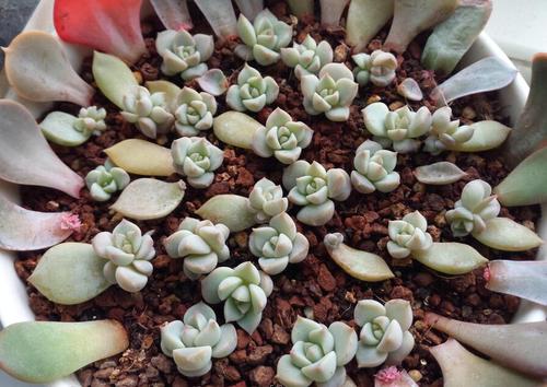 多肉种植用哪种土壤最适合，以及如何快速提高多肉扦插生根成功率