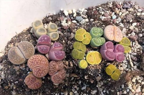 生石花如何控制高度不增长？