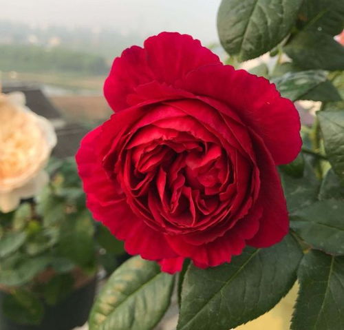 6：矮壮素到底是个什么