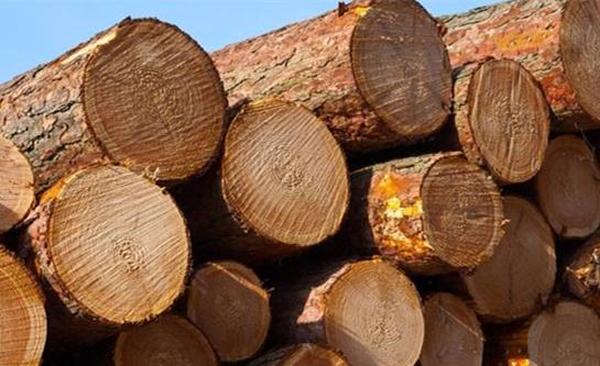 俄罗斯柳树的价格