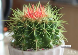 秘诀一：自己配土