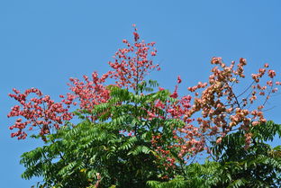 秋花栾树：花朵艳丽