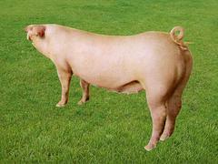 二元母猪一次能产多少钱？二元母猪有哪些品系？价格是多少？