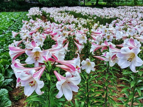 清柠音记红色玫瑰代表爱情，寓意着我爱你，是表白的一大利器。