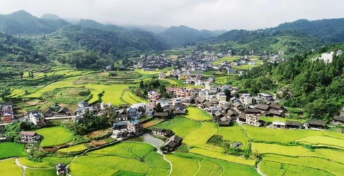 普安民宗局助力苗寨发展乌鸡养殖，推动乡村振兴