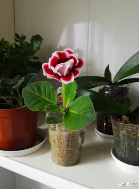 记住种春剑就像谈恋爱——既要热情又要克制。下次见到蔫巴巴的春剑别放弃，按这套