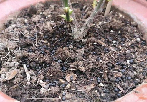 施肥要讲究， 不Neng乱来