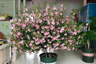 第一步：选对木槿品种