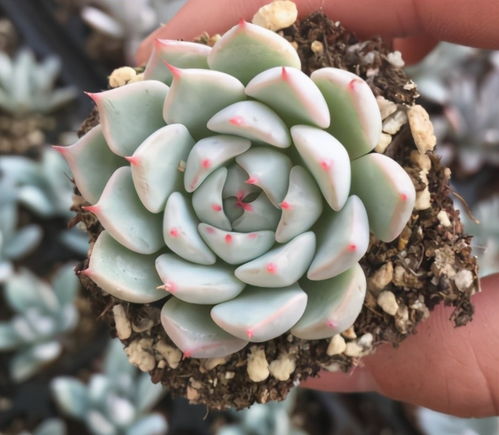 施肥方法，有讲究吗？