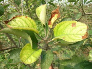 自然落叶与病态落叶