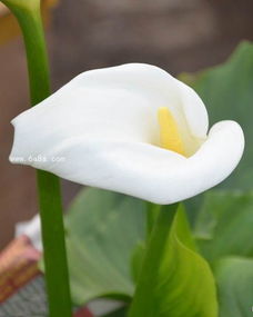 紫色马蹄莲养护小秘籍：让花朵梗加鲜艳