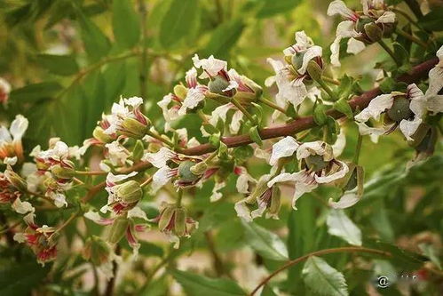 文冠果：耐旱耐寒的黄金树