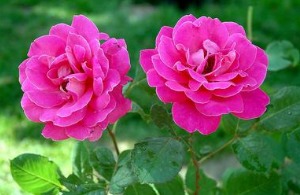 月季花的功效与作用