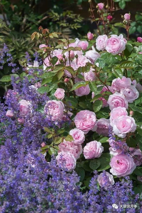 丽莲奥斯汀月季的美丽色彩