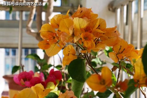 杜鹃花后剪枝技巧：花开后这样剪，促次年爆花！