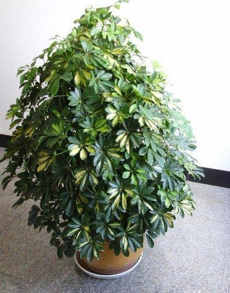 鸭掌木与属狗的微妙关系