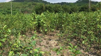 购买皂角种子的血泪教训