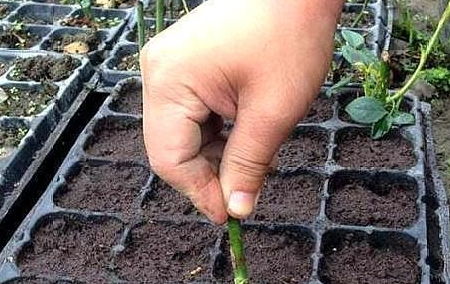 别把生根粉当万嫩药