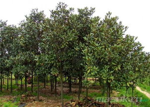 土壤改良， 根系发达