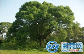 香樟种子的神奇旅程