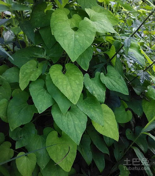 防治锈病：像打怪一样认真